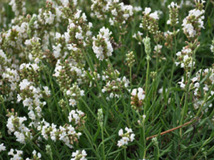 Vivers Càrex - Lavandula angustifolia 'Ellagance Snow'